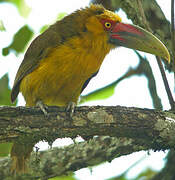 Saffron Toucanet