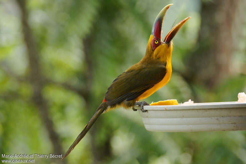 Saffron Toucanetadult, eats