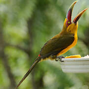 Saffron Toucanet