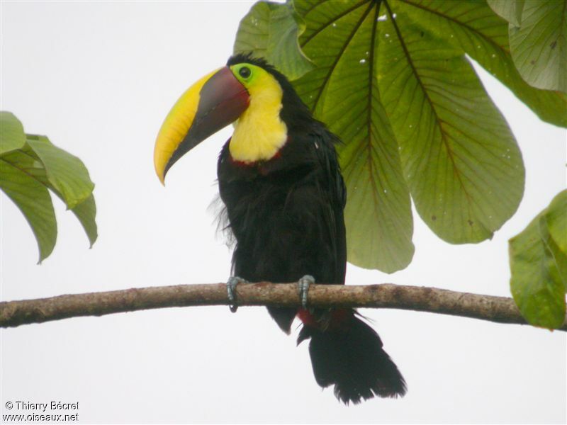 Yellow-throated Toucan (swainsonii)