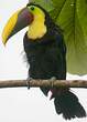 Toucan de Swainson