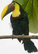 Yellow-throated Toucan (swainsonii)