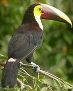 Yellow-throated Toucan (swainsonii)