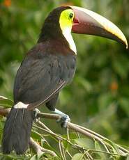 Toucan de Swainson