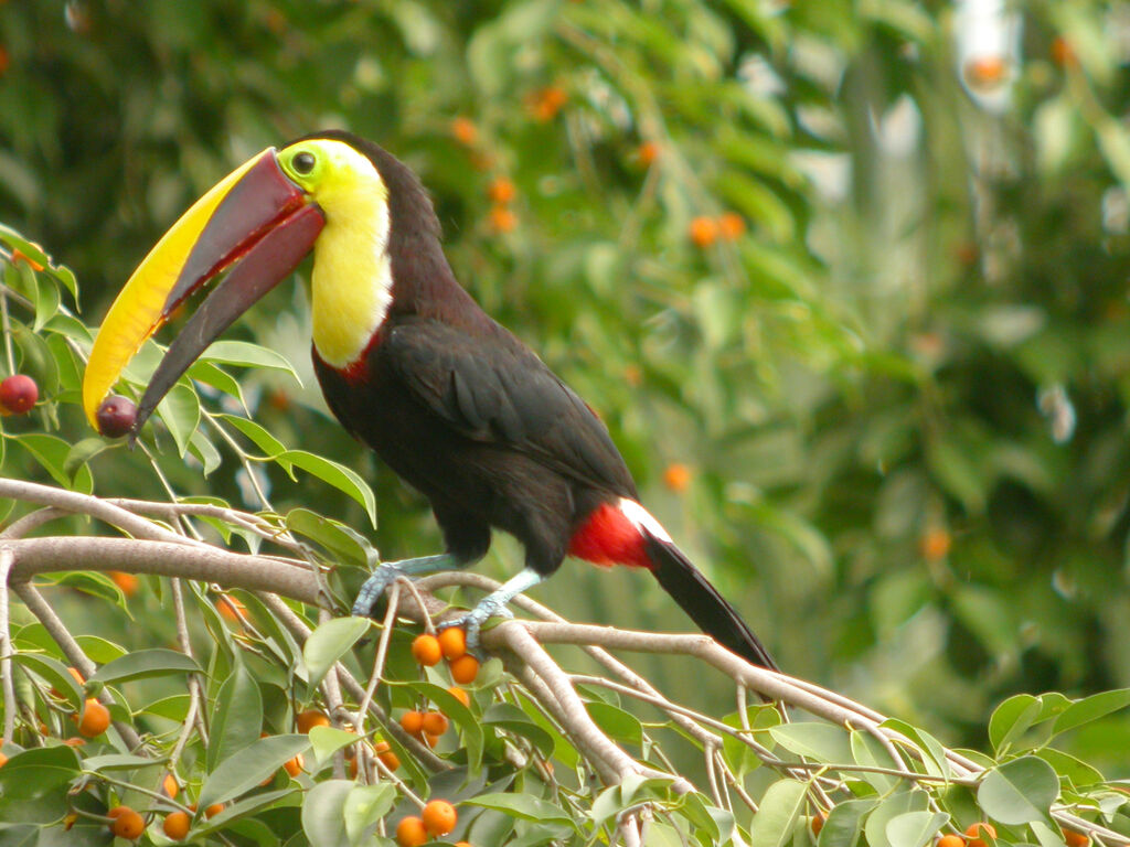 Yellow-throated Toucan (swainsonii)