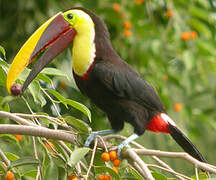 Yellow-throated Toucan (swainsonii)