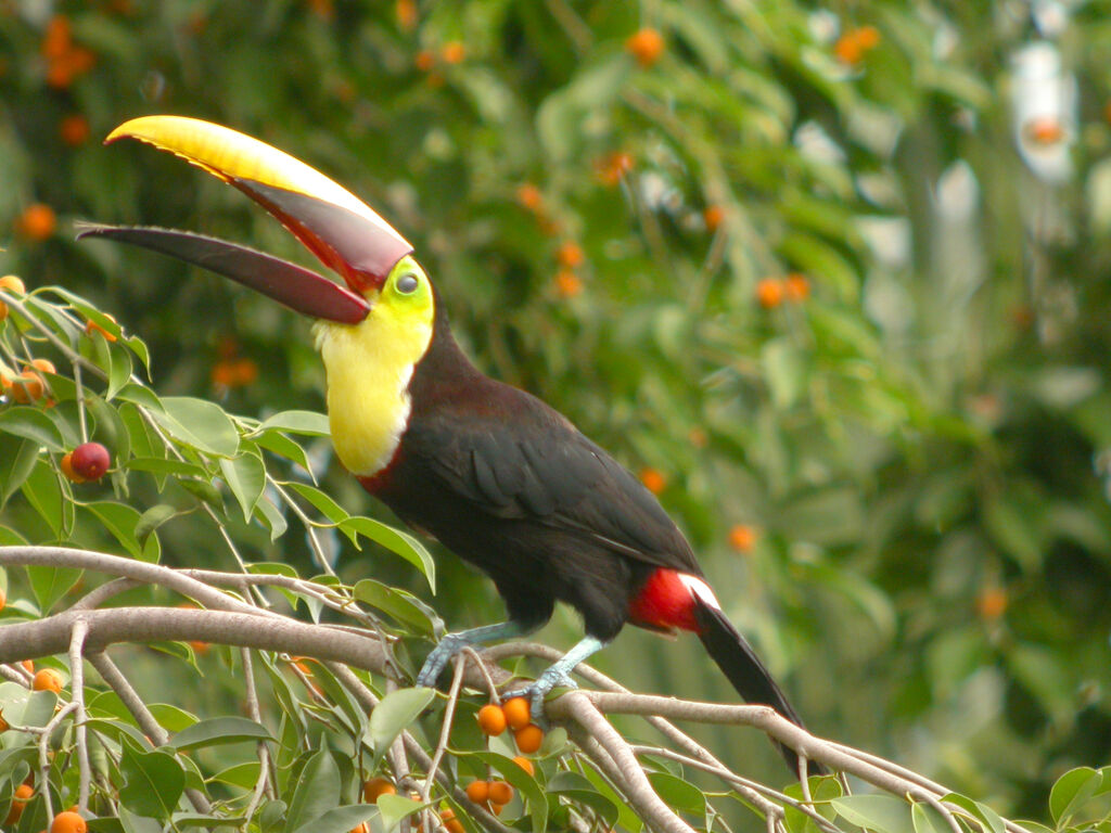 Yellow-throated Toucan (swainsonii)