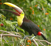 Yellow-throated Toucan (swainsonii)