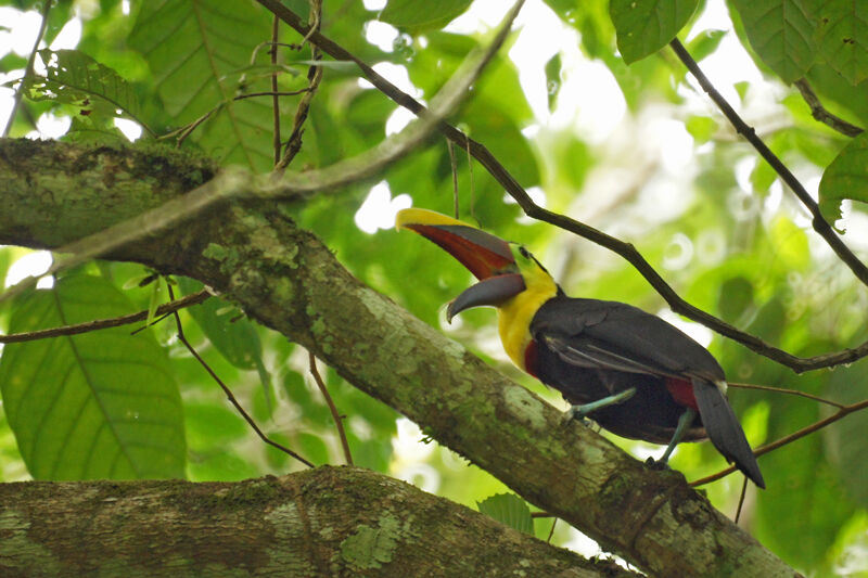 Yellow-throated Toucan (swainsonii)