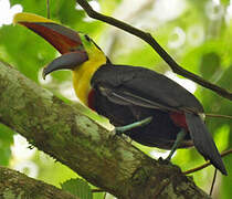 Yellow-throated Toucan (swainsonii)