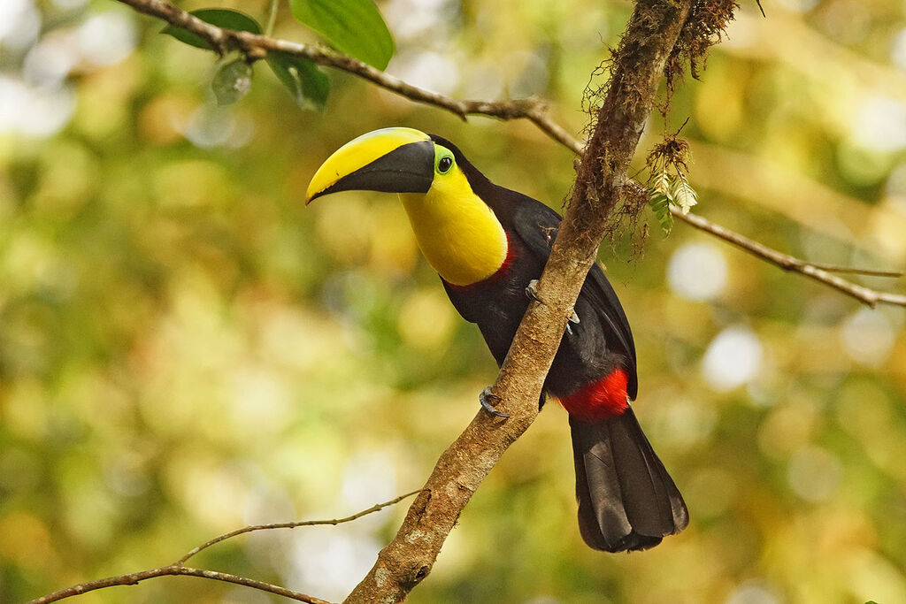 Toucan du Chocó