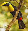 Toucan du Chocó