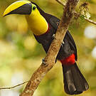 Toucan du Chocó