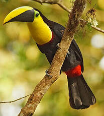 Toucan du Chocó