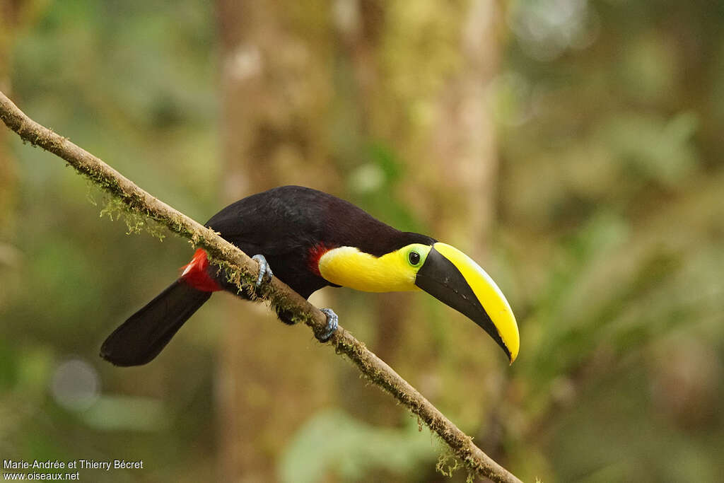 Toucan du Chocóadulte, Comportement