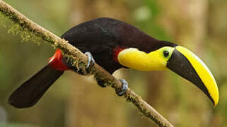 Toucan du Chocó