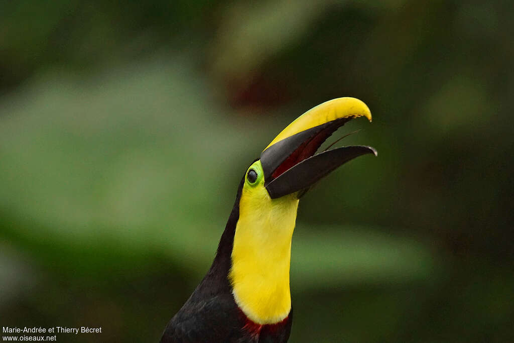 Toucan du Chocóadulte, portrait