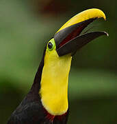 Toucan du Chocó