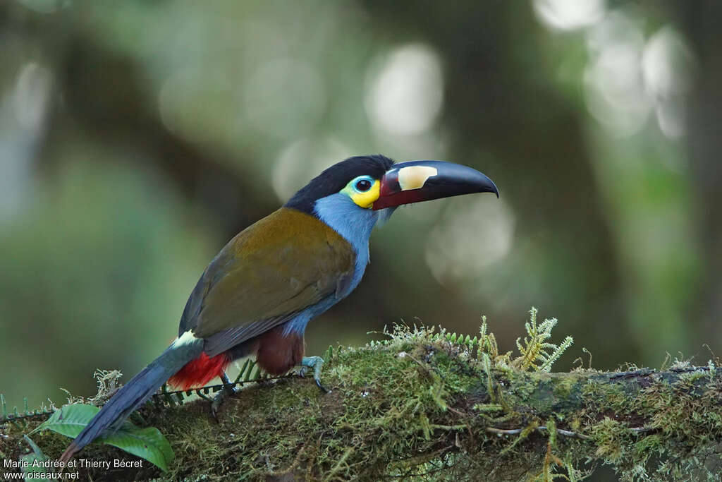 Toucan montagnardadulte, identification