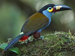 Plate-billed Mountain Toucan