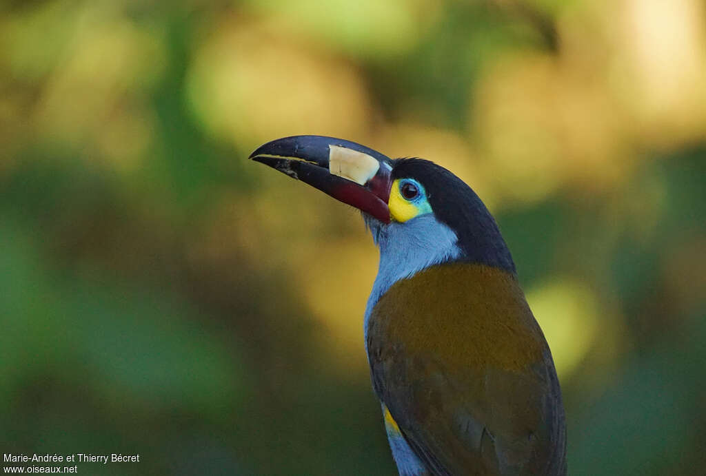 Plate-billed Mountain Toucanadult, close-up portrait