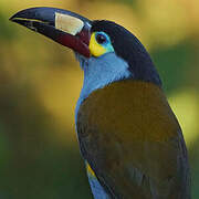 Plate-billed Mountain Toucan