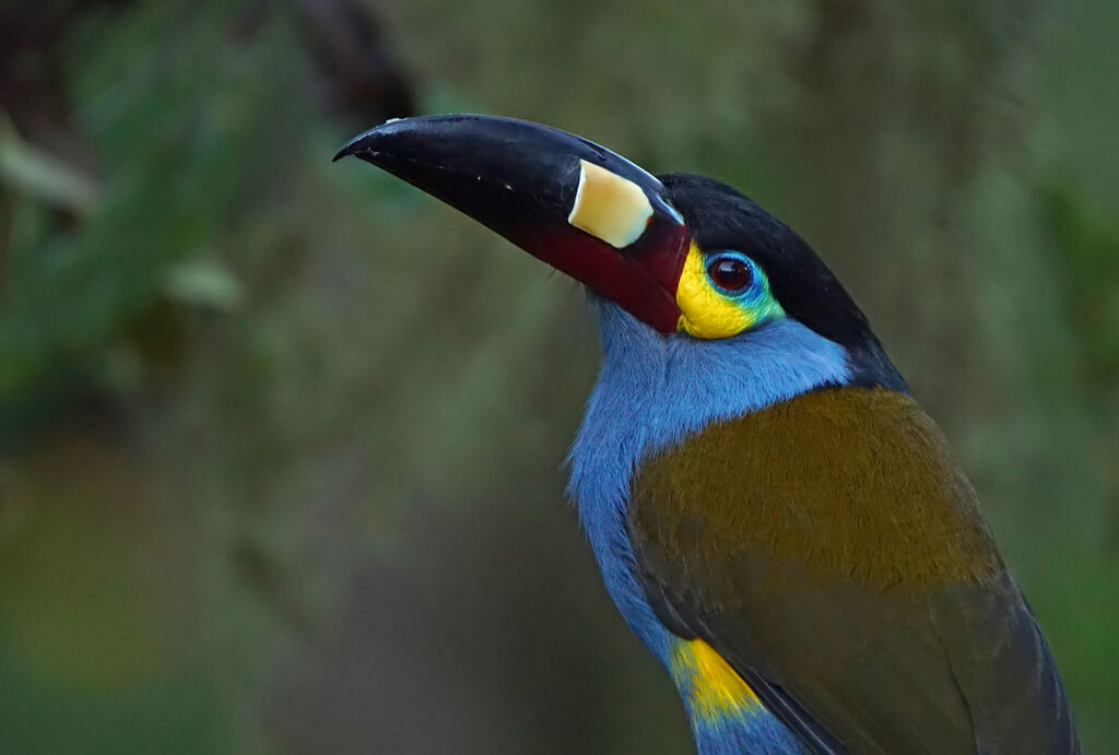 Plate-billed Mountain Toucan