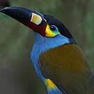 Toucan montagnard