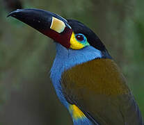 Plate-billed Mountain Toucan