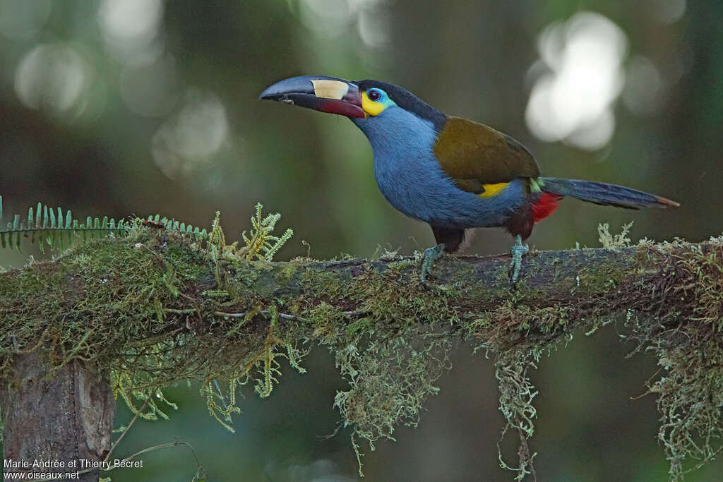 Plate-billed Mountain Toucan, Behaviour