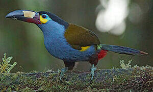 Plate-billed Mountain Toucan