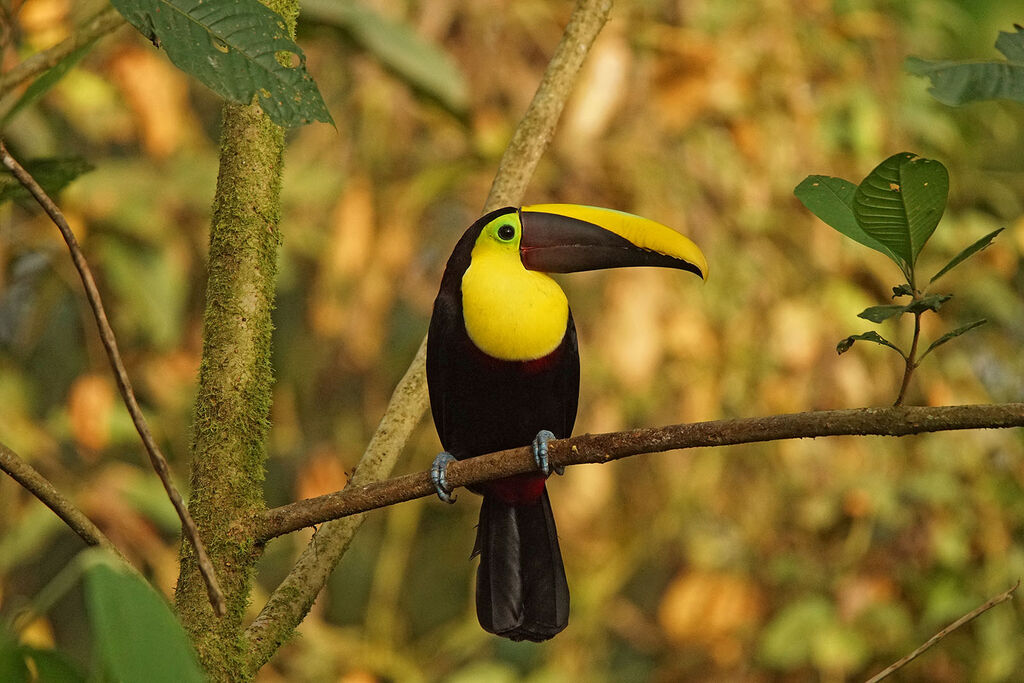 Yellow-throated Toucanadult