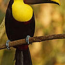 Toucan tocard