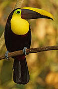 Yellow-throated Toucan