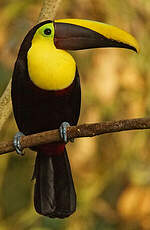 Toucan tocard