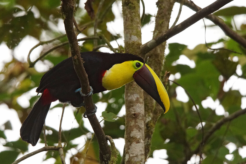 Yellow-throated Toucan