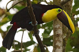 Yellow-throated Toucan