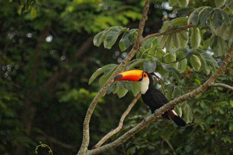 Toucan toco