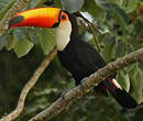 Toucan toco