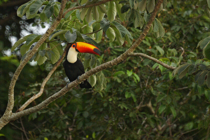 Toucan toco