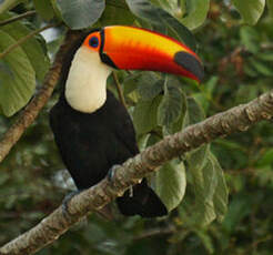 Toucan toco