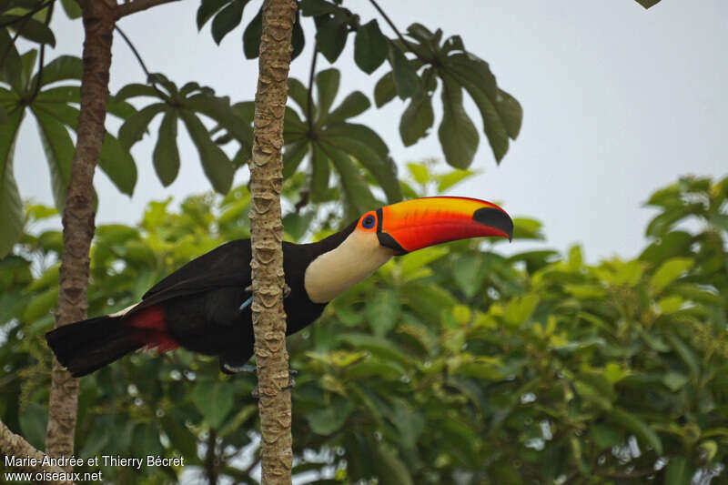 Toucan tocoadulte, identification