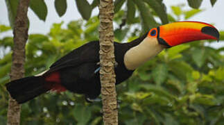 Toucan toco