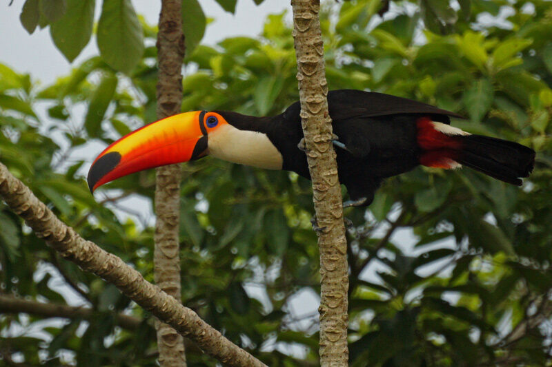 Toucan toco