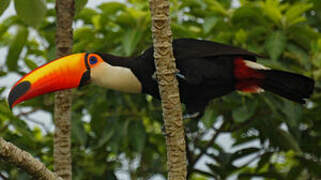 Toco Toucan