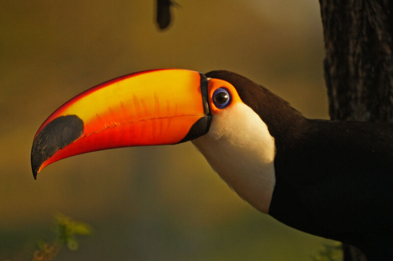 Toco Toucan