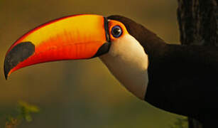 Toco Toucan