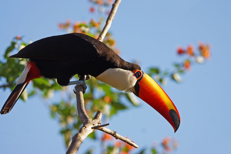 Toco Toucan