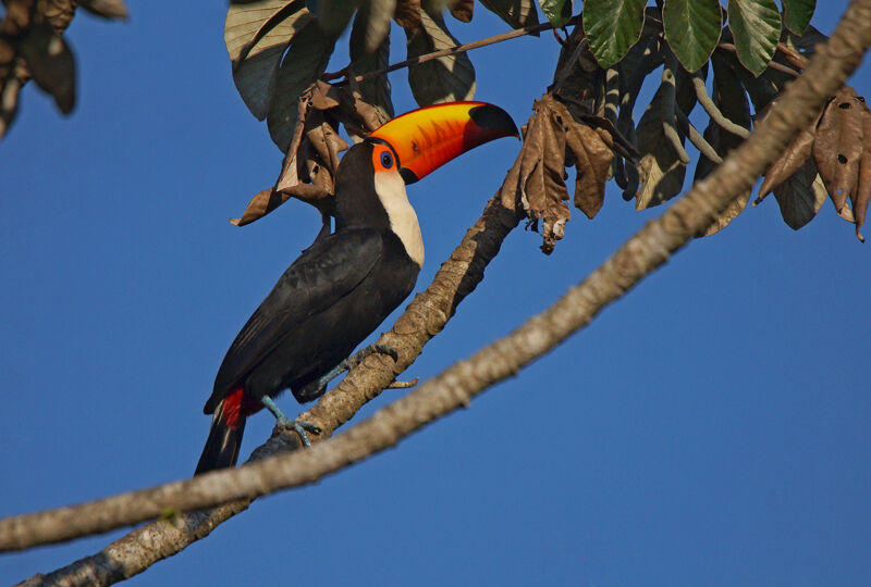 Toucan tocoadulte, identification