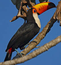 Toucan toco